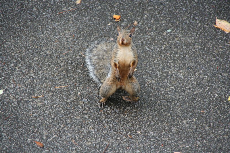 Wo bleiben endlich die Nsse. Bettelndes Grauhrnchen (Sciurus carolinensis) am 3.10.2009 in Burlington (Ontario).