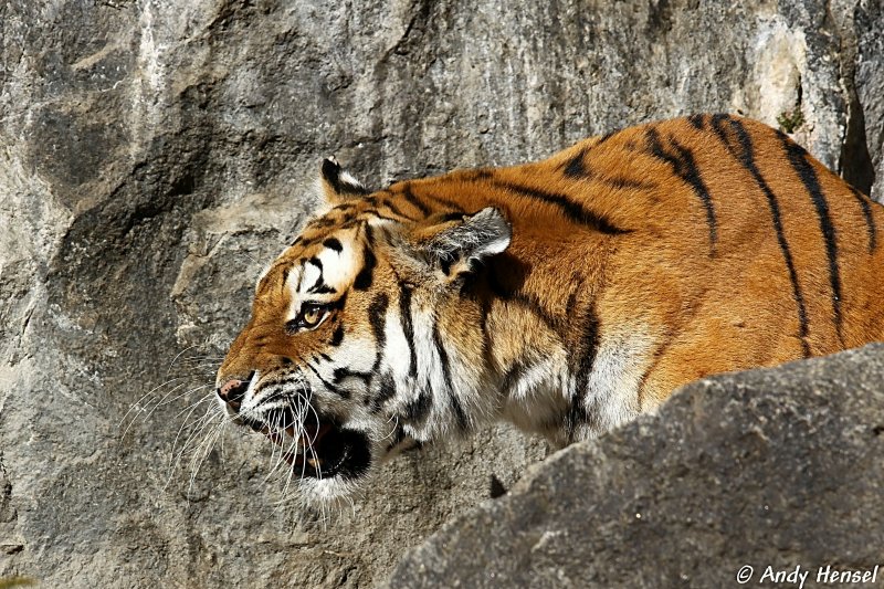 Ziemlich angsteinflssend. Sibirischer Tiger oder auch Amurtiger