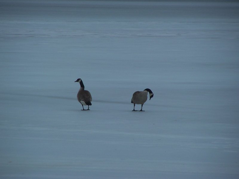 Zwei Kanadische Graugnse (Branta canadensis) im April 2006 auf dem Fishhook Lake in Park Rapids (Minnessota).