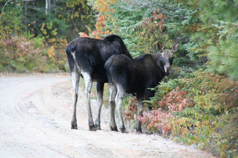 Zwei Moose im Canadischen Algonquin Park am Morgen des 12.10.2009.