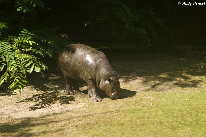 Zwergflusspferd.