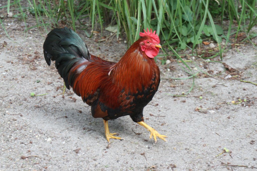 Zwergin Miniarsch Schwarz Kuessen